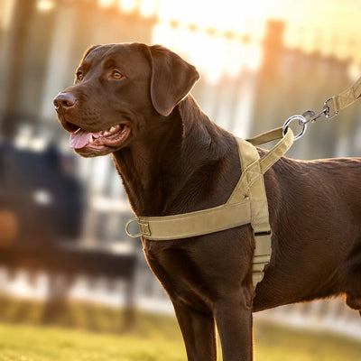 Made For Real Dog Shapes
